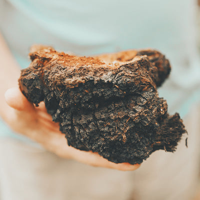 Organic Chaga Mushroom